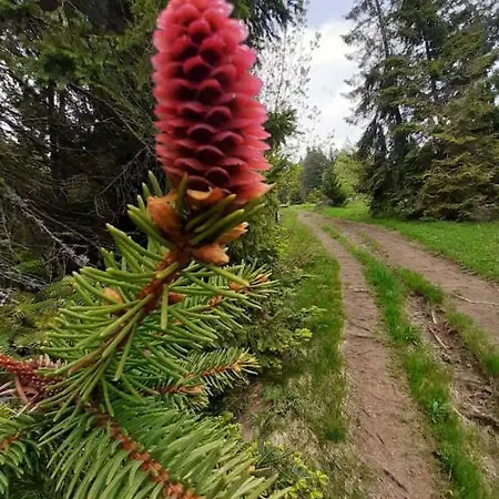 Drevenica Goralsky Dvor Domek alpejski *